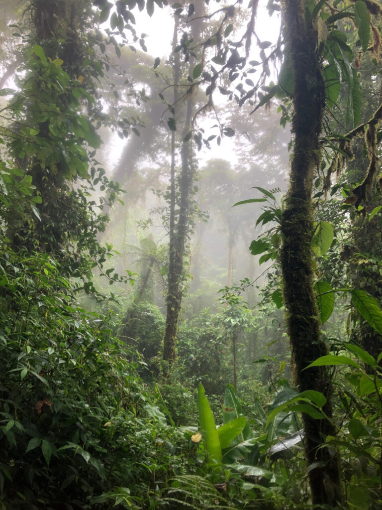 Photo of a rainforest in Costa Rica.