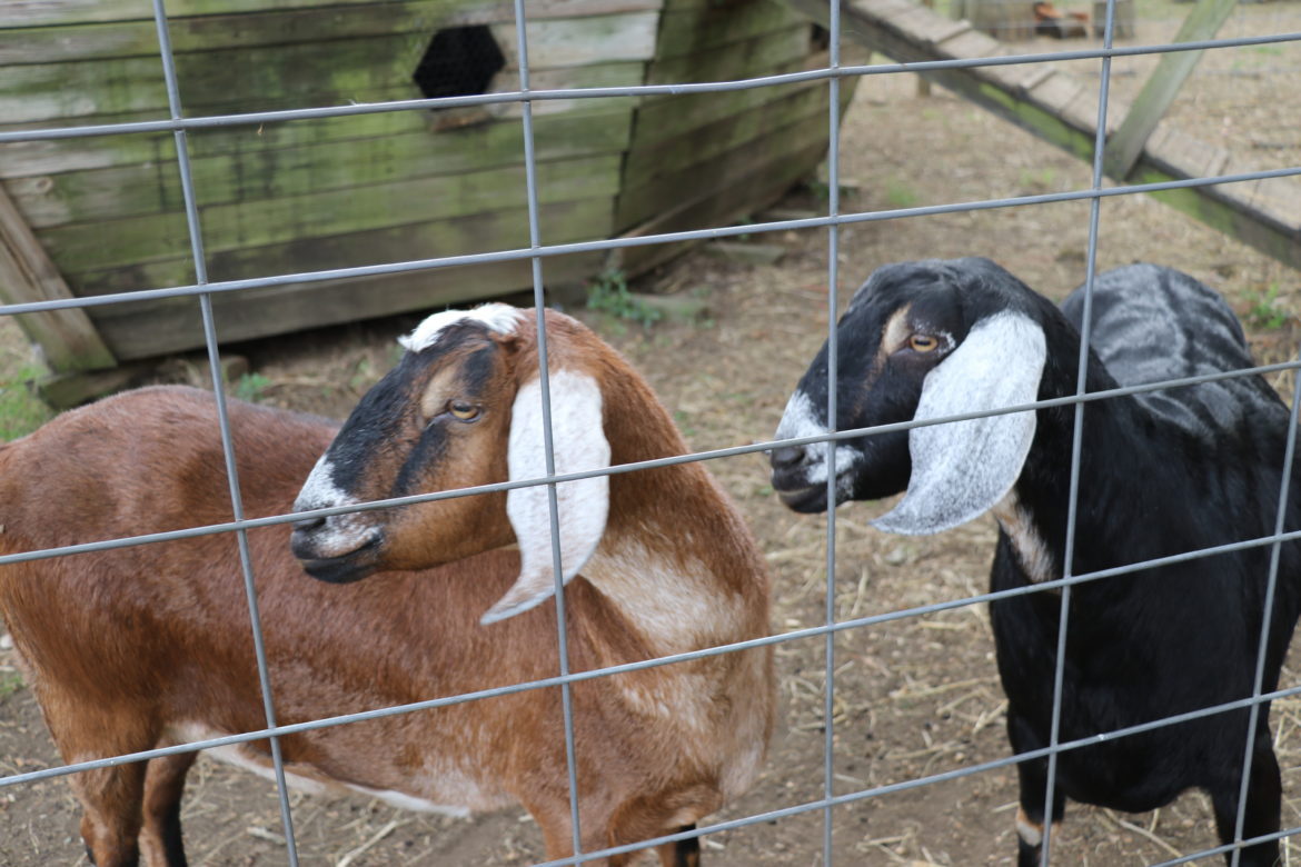 Two goats who live in farm area at the convent.